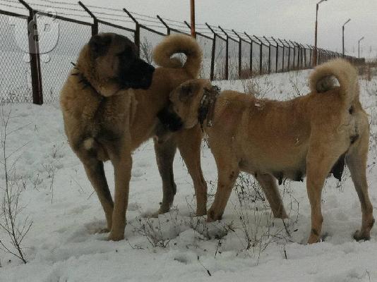 PoulaTo: turkish kangal